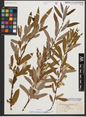 Foto von Salix triandra subsp. amygdalina (L.) Schübl. & G. Martens